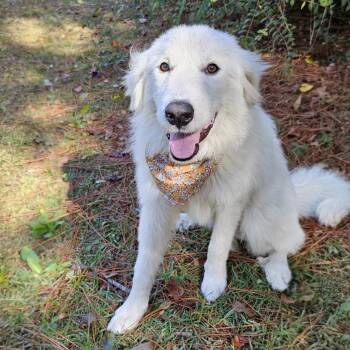 Rescue Great Pyrenees Dogs for Adoption in Bonifay, Florida - Kora (Coming Soon) | PetCurious