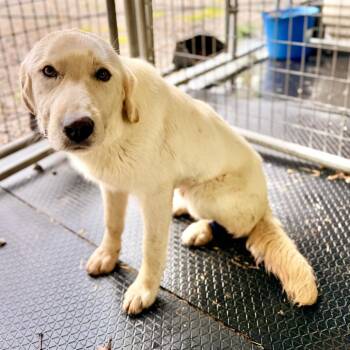 Great Pyrenees and Mixed Breed Dogs Available for Adoption in Evensville, Tennessee - Frosty | PetCurious
