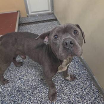 Skynyrd -  Mixed Breed Dog for Adoption in Binghamton, New York - Skynyrd | PetCurious