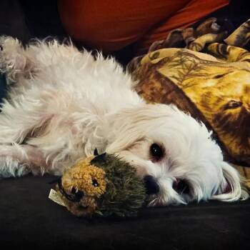 Lhasa Apso and Mixed Breed Dogs Available for Adoption in Madison, Wisconsin - Lois | PetCurious