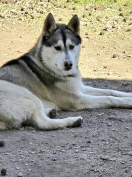 Siberian Husky Dogs Available for Adoption in Odenton, Maryland - Duke | PetCurious