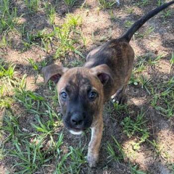 Chips A Hoy -  Pit Bull Terrier and Mixed Breed Dog for Adoption in Buffalo, Minnesota - Chips A Hoy | PetCurious