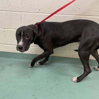 Rescue Mixed Breed Dogs for Adoption in Memphis, Tennessee - Haribo | PetCurious