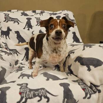 Stucco -  Beagle Dog for Adoption in Jackson, Missouri - Stucco | PetCurious