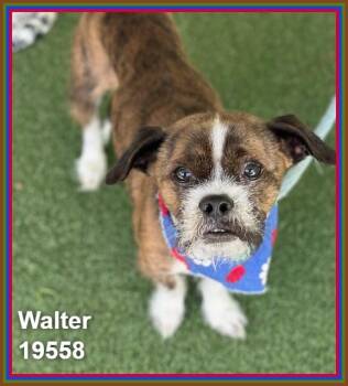 WALTER -  Terrier and Boxer Dog for Adoption in Marietta, Georgia - WALTER | PetCurious
