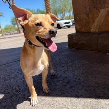 Skooter 54524 -  Chihuahua Dog for Adoption in Las Vegas, Nevada - Skooter 54524 | PetCurious