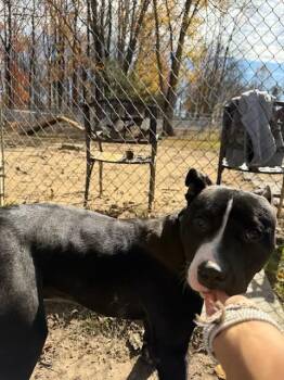 Rescue Mixed Breed Dogs for Adoption in Reisterstown, Maryland - Romeo | PetCurious