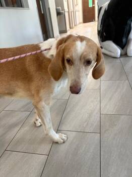 Frankenstein -  Hound Dog for Adoption in Providence Forge, Virginia - Frankenstein | PetCurious