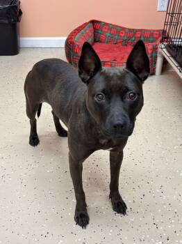 Rescue American Bulldog and Labrador Retriever Dogs for Adoption in York, South Carolina - Jolene | PetCurious