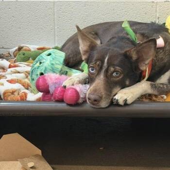 Betty -  Australian Shepherd and Mixed Breed Dog for Adoption - Betty | PetCurious