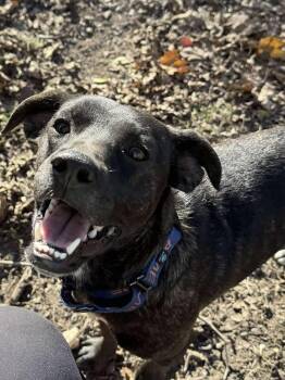 Rescue Terrier Dogs for Adoption in Elkhorn, Wisconsin - Turk | PetCurious