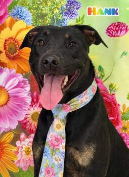 Mixed Breed Dogs Available for Adoption in Flint, Michigan - Hank | PetCurious