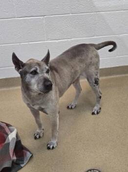 Mixed Breed Dogs Available for Adoption - S/C Pedro | PetCurious