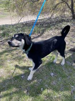 Treeing Walker Coonhound and Mixed Breed Dogs Available for Adoption in Fergus Falls, Minnesota - Rex | PetCurious