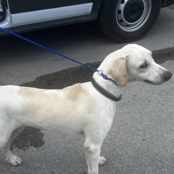 Rescue Mixed Breed Dogs for Adoption in West Palm Beach, Florida - Pablo | PetCurious