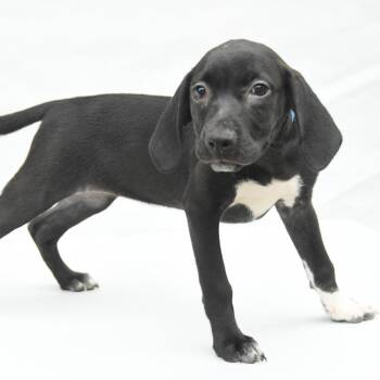 Kourtney -  Black Labrador Retriever and Mixed Breed Dog for Adoption in South Elgin, Illinois - Kourtney | PetCurious