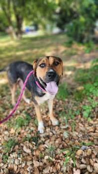 Anne -  Hound and Shepherd Dog for Adoption in Sunnyvale, California - Anne | PetCurious