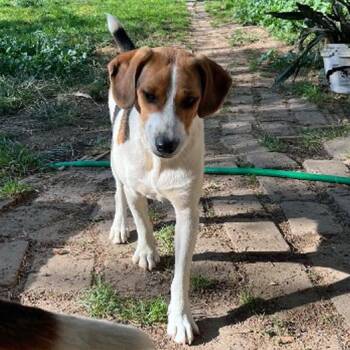 Rescue Beagle and Jack Russell Terrier Dogs for Adoption in London, Ohio - Stripe | PetCurious
