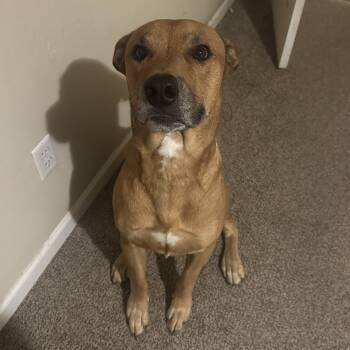 Rescue Belgian Shepherd Malinois and Rottweiler Dogs for Adoption in Scottsdale, Arizona - Axel | PetCurious