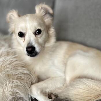 Terrier Dogs Available for Adoption - Junior | PetCurious