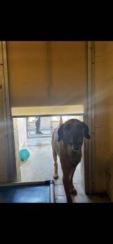 Rescue German Shepherd Dog and Mixed Breed Dogs for Adoption in Ocala, Florida - GERONIMO | PetCurious