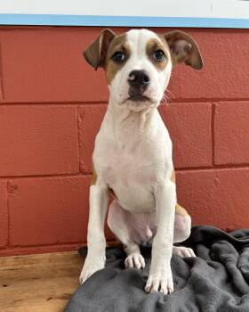 Rescue American Bully and Hound Dogs for Adoption in Pensacola, Florida - Noah | PetCurious