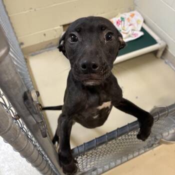 Terrier and Mixed Breed Dogs Available for Adoption in Indianapolis, Indiana - Joni | PetCurious