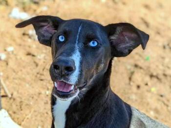 Rescue Husky and Mixed Breed Dogs for Adoption in Anniston, Alabama - Barbie | PetCurious