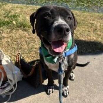 Labrador Retriever Dogs Available for Adoption in Lakeland, Florida - Droolius Caesar | PetCurious