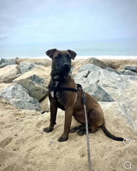 Rescue Dutch Shepherd Dogs for Adoption in San Juan Capistrano, California - Jade | PetCurious