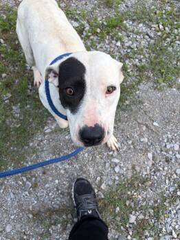 Chloe -  Pit Bull Terrier and Mixed Breed Dog Available for Adoption in Lawrenceburg, Tennessee - Chloe | PetCurious