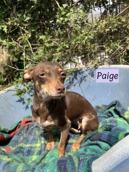 Chihuahua Dogs Available for Adoption - Paige (Momma) | PetCurious