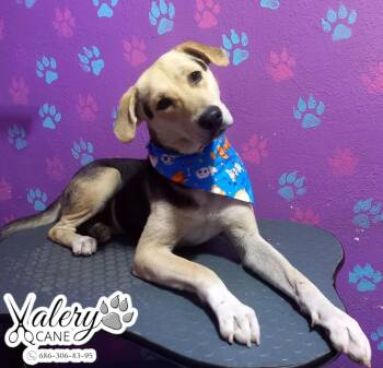 Rescue Australian Shepherd and Labrador Retriever Dogs for Adoption in Palm Desert, California - Maxwell | PetCurious