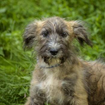 Sakura -  Wirehaired Terrier Dog for Adoption in Lambertville, New Jersey - Sakura | PetCurious