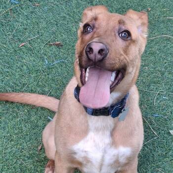 Rescue Mixed Breed Dogs for Adoption in Galveston, Texas - Scooby | PetCurious