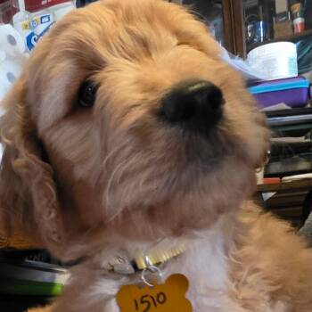 Golden Retriever and Poodle Dogs Available for Adoption in Goltry, Oklahoma - 1b Yellow | PetCurious