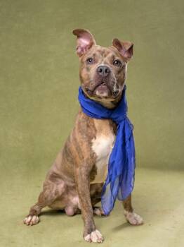 Brink -  Mixed Breed Dog for Adoption in Atlanta, Georgia - Brink | PetCurious
