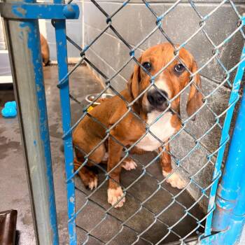 Benson -  Boxer and Treeing Walker Coonhound Dog for Adoption in Franklin, North Carolina - Benson | PetCurious