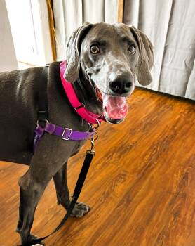 Rescue Weimaraner Dogs for Adoption - Mercy | PetCurious