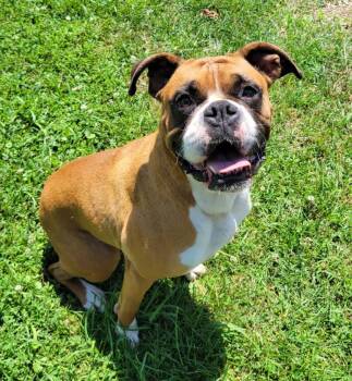 Molly -  Boxer Dog for Adoption in Lisbon, Ohio - Molly | PetCurious