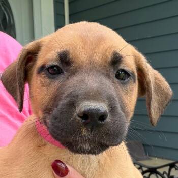 Amy - yellow -  Boxer and Catahoula Leopard Dog Dog for Adoption in Greenfield, Indiana - Amy - Yellow | PetCurious