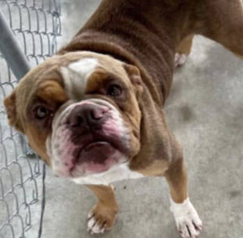 Rescue American Bulldog Dogs for Adoption in Rockaway, New Jersey - Dale Louisiana | PetCurious