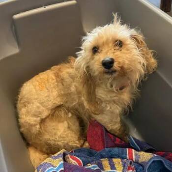 Scruffie -  Miniature Poodle Dog for Adoption in East St. Louis, Illinois - Scruffie | PetCurious