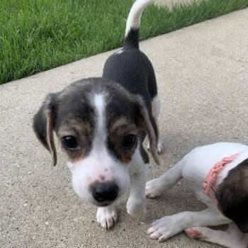 Daisy -  Beagle and Dachshund Dog for Adoption in Shorewood, Illinois - Daisy | PetCurious