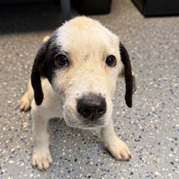 TUSC-Stray-85880_2 -  Labrador Retriever and Great Pyrenees Dog for Adoption in Tuscaloosa, Alabama - TUSC-Stray-85880_2 | PetCurious
