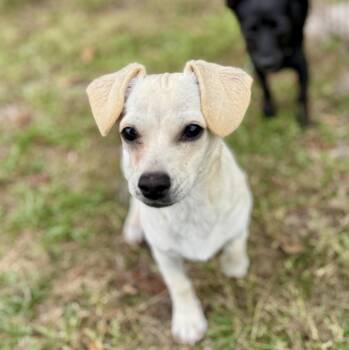 Chihuahua Dogs Available for Adoption in Lucedale, Mississippi - Bella (7 Lbs) | PetCurious