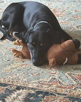 Hound Dogs Available for Adoption in Lexington, Kentucky - Rocco | PetCurious