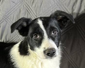 Australian Shepherd and Great Pyrenees Dogs Available for Adoption - Regina  | PetCurious