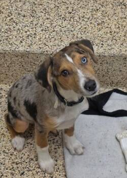 Slinky 65010 -  Mixed Breed Dog for Adoption in Aiken, South Carolina - Slinky 65010 | PetCurious