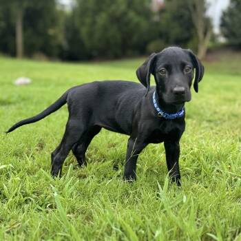 Thursday -  Labrador Retriever Dog for Adoption in Charlotte, North Carolina - Thursday | PetCurious